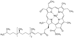 Structure-of-chlorophyll