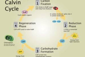 calvin-cycle